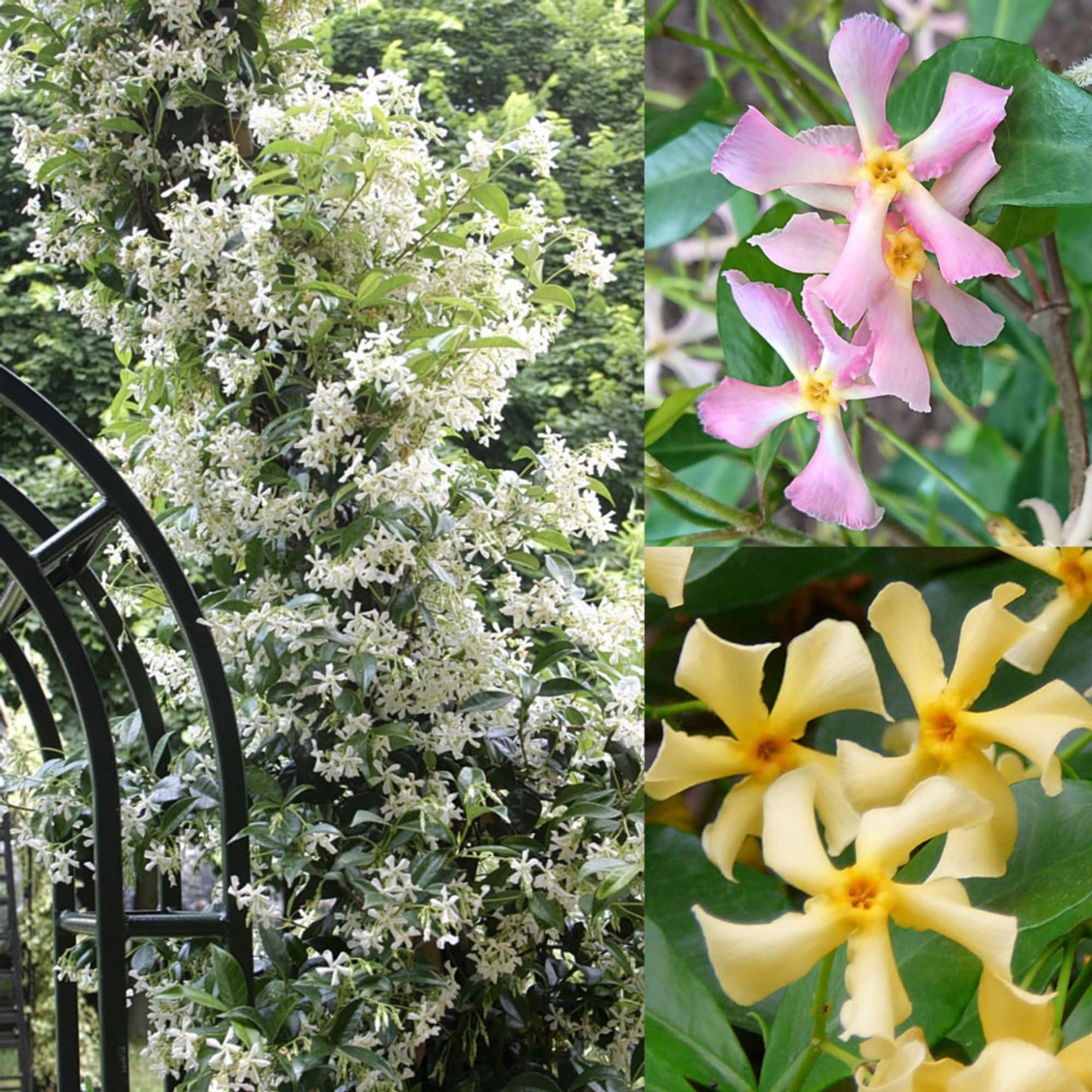 jasmineページ Amazon.com : 200+ Mixed Star Jasmine Flower Seeds for